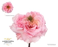 ROSE DE MARRAKECH ネロリバーム　35g×2　10g×1 Amazon | ローズ ド マラケシュ ネロリバーム 35g | ローズ ド